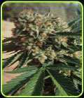 Sapphire OG - Humboldt Seed Organisation