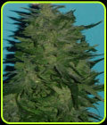 Sapphire Star - Jordan of the Islands
