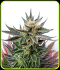 Sativa Dream - Kannabia Seeds
