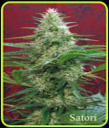 Satori - Mandala Seeds