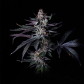 Satzuma Revenge - Grateful Seeds