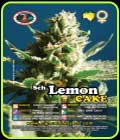 Sch' Lemon Cake - Big Buddha Seeds