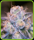Scooby Snacks - Archive Seeds