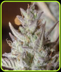 Scoopski F2 Auto - Night Owl Seeds
