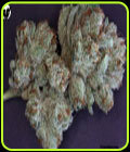 Scott's OG - Rare Dankness Seeds