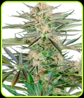 Screwdriver OG - Sensi Research Seeds