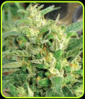 Scrog - Medicann Seeds