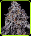 Secret Agent - StarFire Genetix