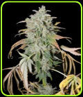 Secret Recipe - Connoisseur Genetics