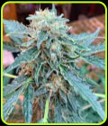 Seedsman CBG #1 - Seedsman Seeds
