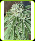 Semifreddo al Limone - Cali Connection Seeds