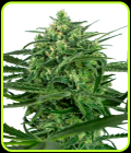 Sensi Amnesia - Sensi Seeds