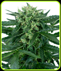 Sensi Amnesia Automatic - Sensi Seeds