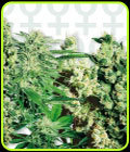 Sensi Female Mix - Sensi Seeds