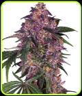 Sensi Purple Kush - Sensi Seeds