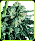 Sensi Skunk - Sensi Seeds