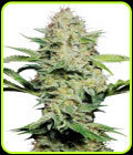 Sensi Skunk Automatic - Sensi Seeds