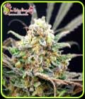 SALE - Separation Cake Auto - Dr Krippling - Dr Krippling Seeds