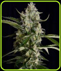 Seriosa - Serious Seeds