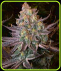 Seriotica - Serious Seeds