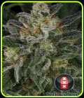 Serious Kush - Serious Seeds