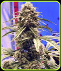 Shadow OG Auto - Elev8 Seeds