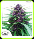Shaman - Dutch Passion Seeds