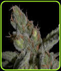Shark - CBD Seeds