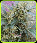 Shark Infested Custard - Dr Krippling Seeds