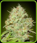 Shark Widow - Advanced Seeds