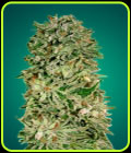 Shark Widow CBD - Advanced Seeds