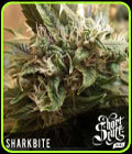 Sharkbite - Short Stuff Seeds