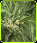 ShellShock - 710 Genetics