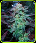 Sherb Tree - The Plug Seedbank