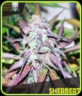 Sherbert - Blackskull Seeds