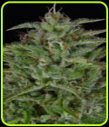 Sherbert Dab - Big Head Seeds