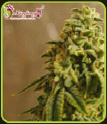 Sherbert Gorilla - Dr Krippling Seeds