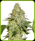 Sherbet - Seed Stockers
