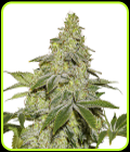 Sherbet Auto - Seed Stockers