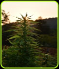 Sherbet Dip - Emerald Triangle Seeds