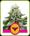Sherbet Queen - Royal Queen Seeds