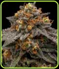 Shimo - Ripper Seeds