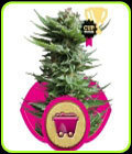 Shining Silver Haze - Royal Queen Seeds