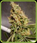 Shipera Sour - Karma Genetics