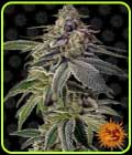 Shiskaberry - Barneys Farm Seeds