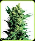 Shiva Shanti 2 - Sensi Seeds