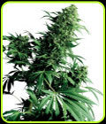 Shiva Shanti - Sensi Seeds