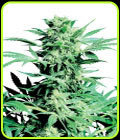 Shiva Skunk - Sensi Seeds
