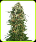 Shiva Skunk Auto - Sensi Seeds