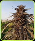 Sholgar - Afghan Selection